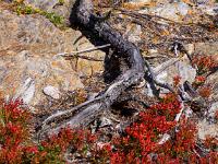 Leuchtende Sträucher vor geschwungener Zirbenwurzel